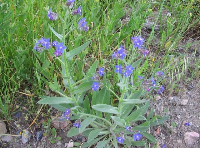 Italiensk Oksetunge — Anchusa azurea