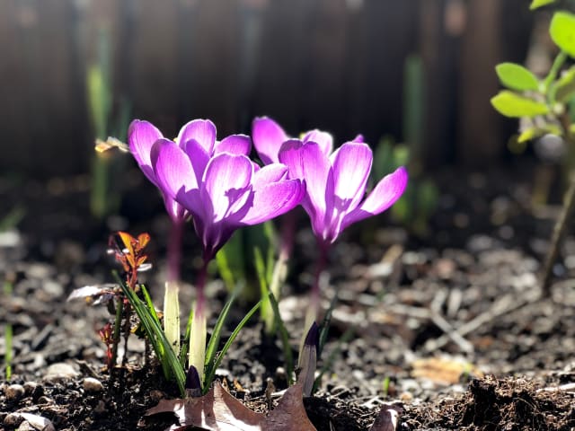 Tidløs 'Violet Queen'