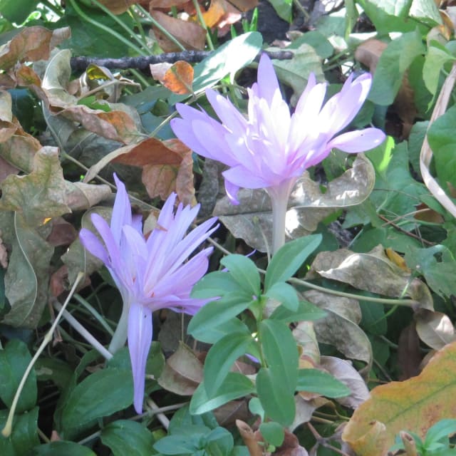 Tidløs 'Pleniflorum'