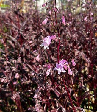 Rørblomst 'Pocahontas'