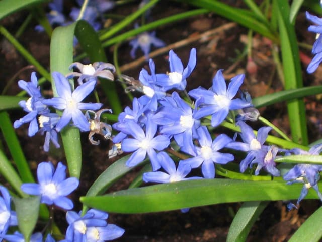 Blå Snepryd — Chionodoxa sardensis