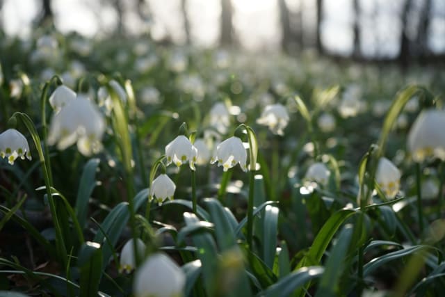 Dorotealilje — Leucojum vernum