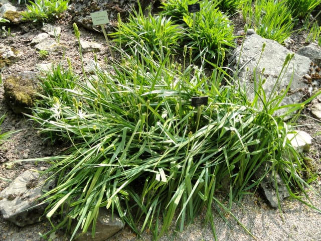 Høj Prærielilje — Camassia leichtlinii