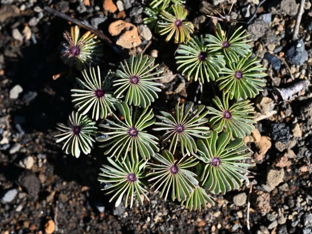 Kirtelsurkløver — Oxalis adenophylla