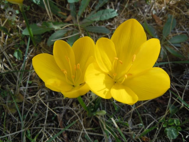 Krokuslilje