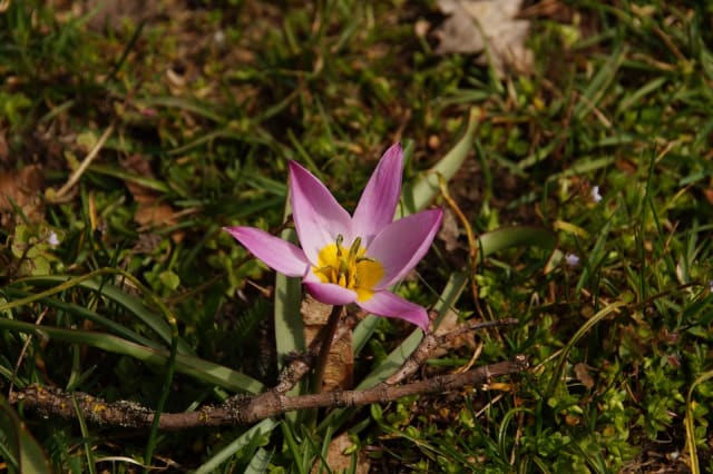 Lav Tulipan — Tulipa humilis