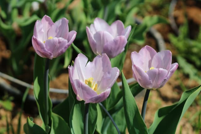 Tulipan 'Candy Prince' — Tulipa 'Candy Prince'