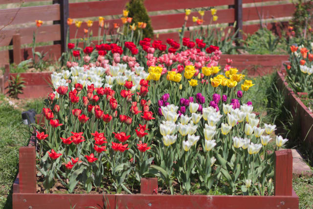 Tulipan 'Salmon Prince' — Tulipa 'Salmon Prince'