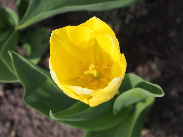 Tulipan 'Sunny Prince' — Tulipa 'Sunny Prince'