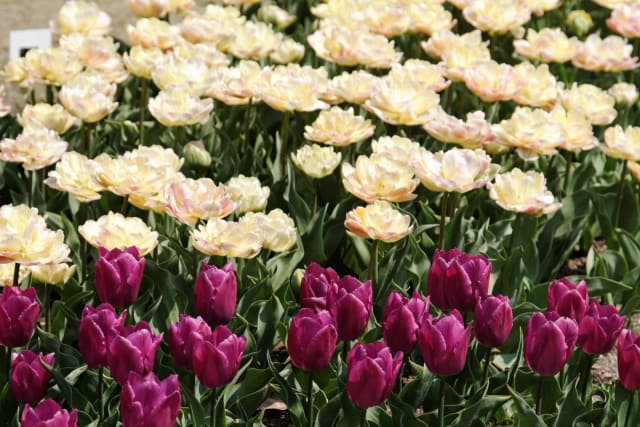 Tulipan 'White Prince' — Tulipa 'White Prince'