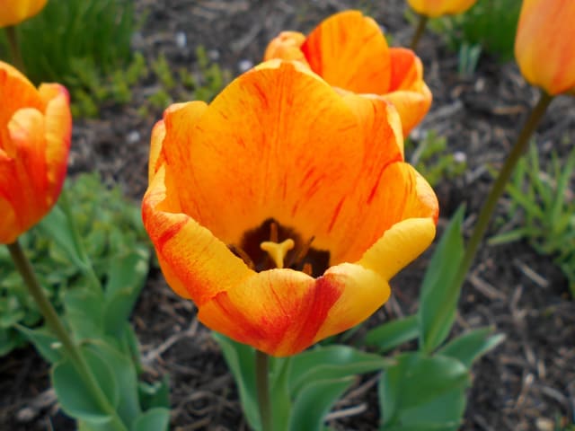 Tulipan 'Beauty of Apeldoorn' — Tulipa 'Beauty of Apeldoorn'