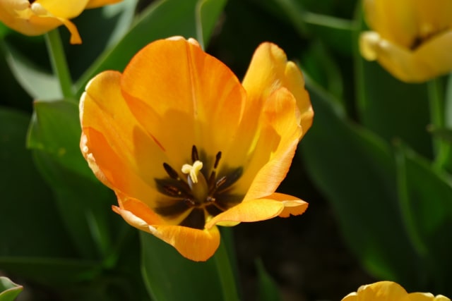 Tulipan 'Daydream' — Tulipa 'Daydream'