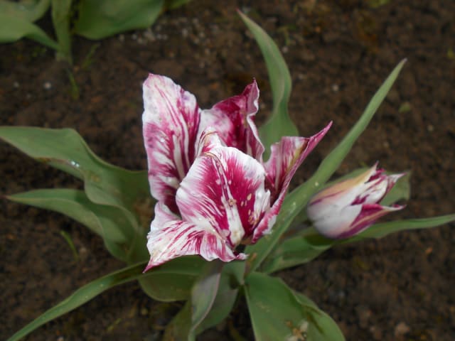 Tulipan 'Claudia' — Tulipa 'Claudia'