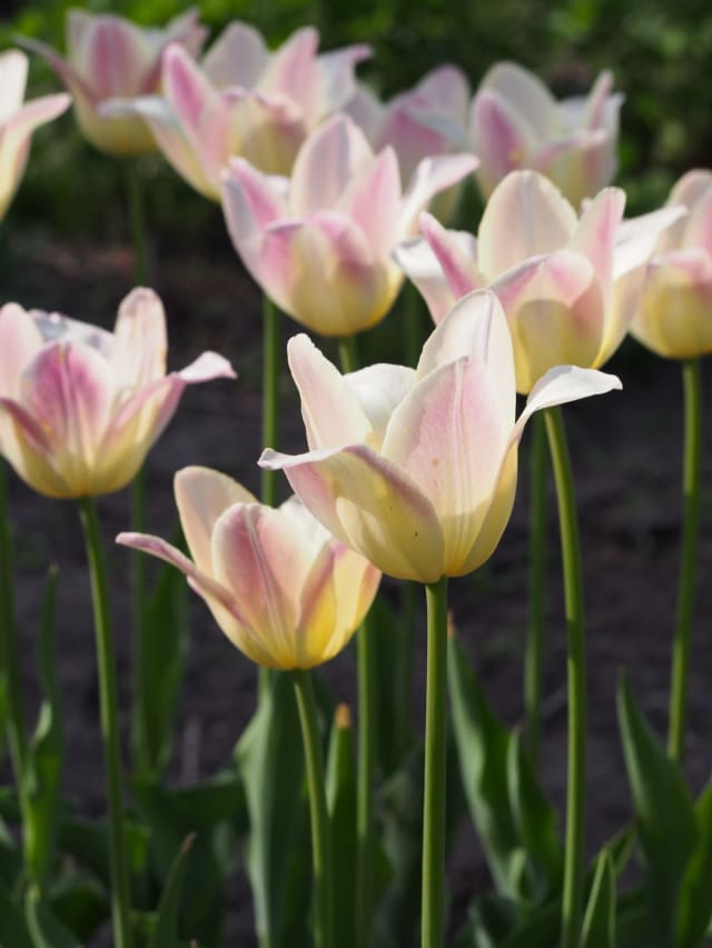 Tulipan 'Elegant Lady' — Tulipa 'Elegant Lady'