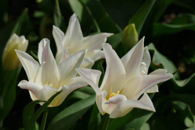Tulipan 'Holland Chic' — Tulipa 'Holland Chic'