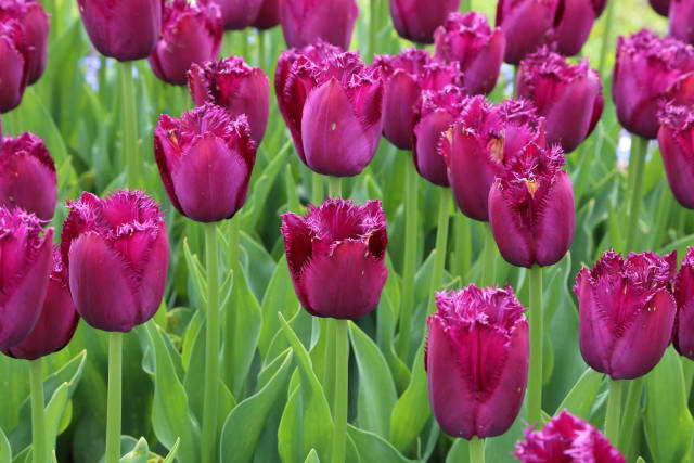 Tulipan 'Curly Sue' — Tulipa 'Curly Sue'
