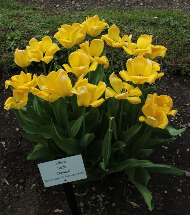 Tulipan 'Candela' — Tulipa 'Candela'