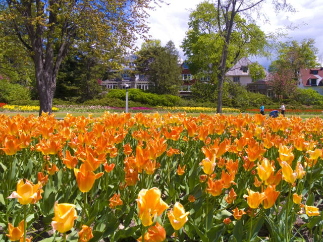 Tulipan 'Orange Emperor' — Tulipa 'Orange Emperor'