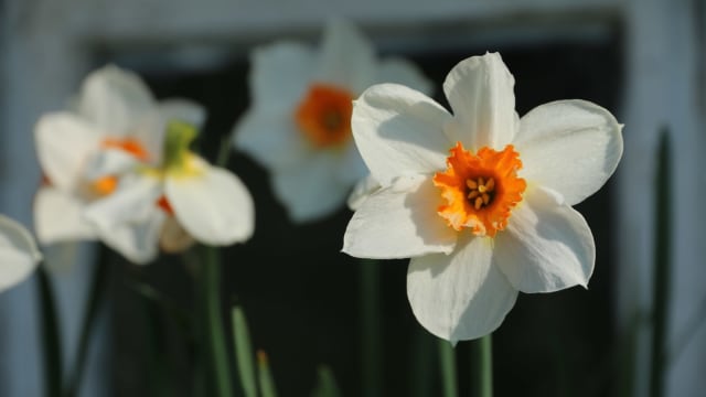 Påskelilje 'Salome' — Narcissus 'Salome'