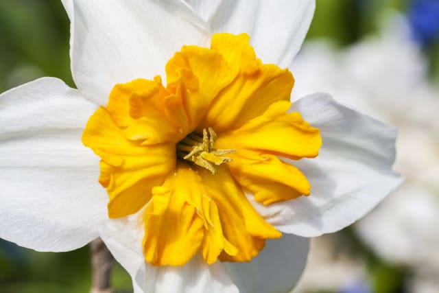 Påskelilje 'Barrett Browning' — Narcissus 'Barrett Browning'