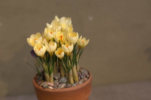 Krokus 'Cream Beauty'