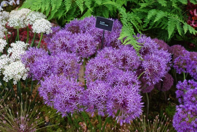 Prydløg 'Purple Rain' — Allium 'Purple Rain'
