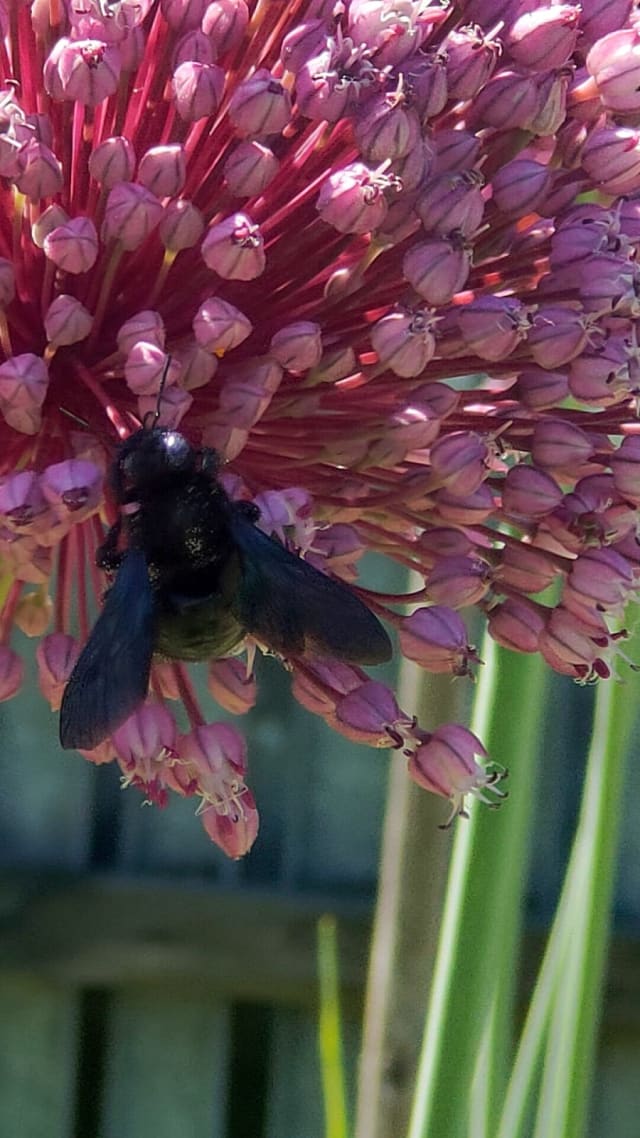 Prydløg 'Summer Drummer' — Allium 'Summer Drummer'