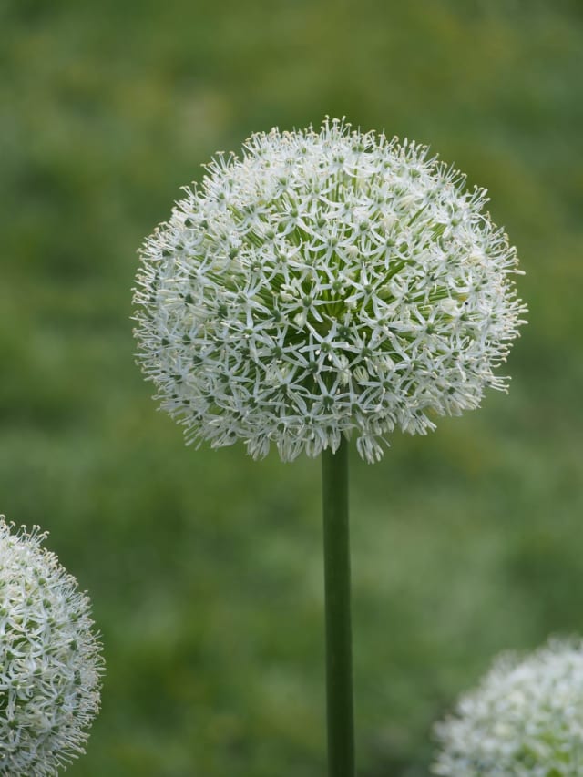 Prydløg 'White Giant' — Allium 'White Giant'