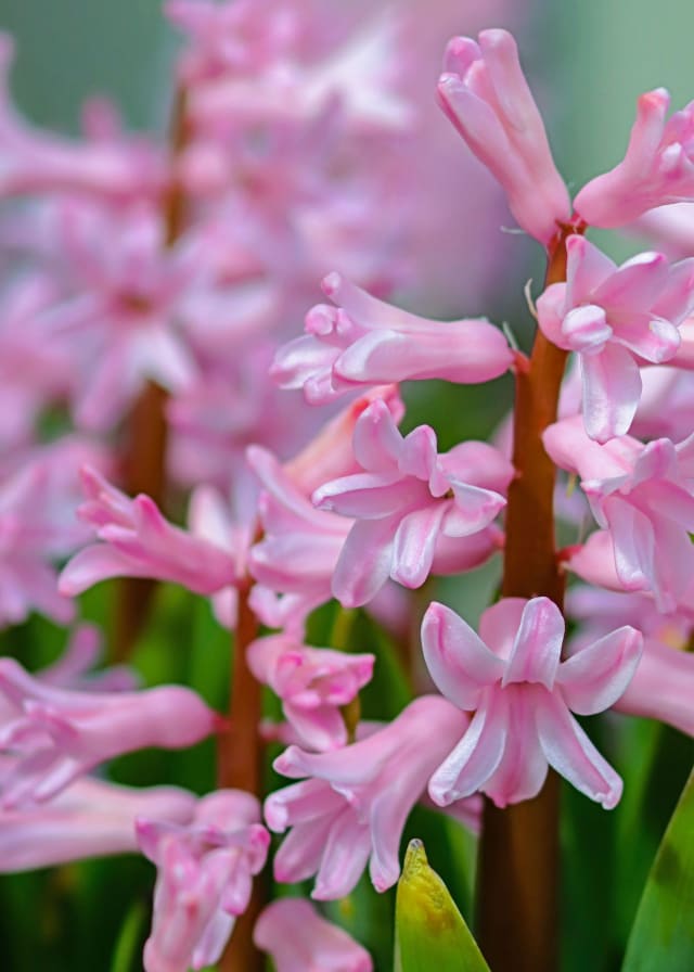 Hyacint 'Pink Surprise'
