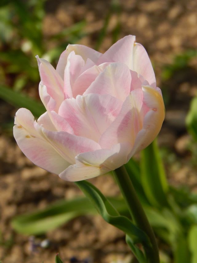 Tulipa 'Sweet Dreams'