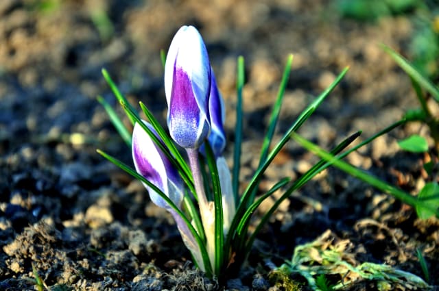 Krokus 'Prins Claus' — Crocus sieberi 'Prins Claus'