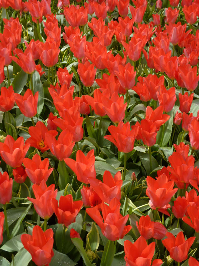 Tulipan 'Red Riding Hood'