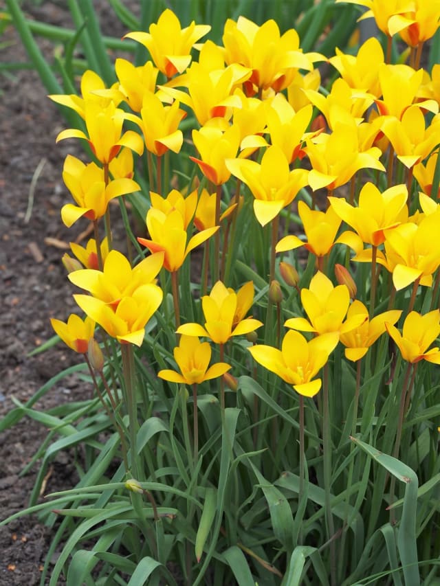 Tulipan var. Chrysantha