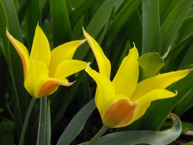 Altai-Tulipan