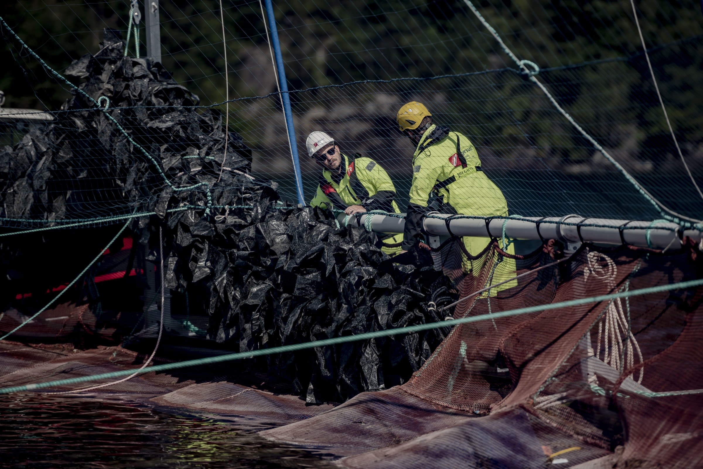 Slik får rensefisken gode forhold i merden