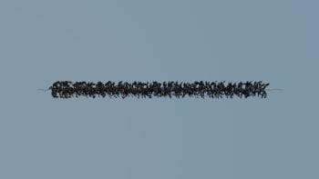 Rensefisk skjul (5 m) til utsettmerd m/bly.