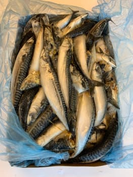 Agn frossen makrell 20kg OK Marine