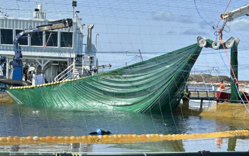 Catchlice – Ny versjon tilpasset Triplex: Effektiv og skånsom lusfjerning for havbruksnæringen