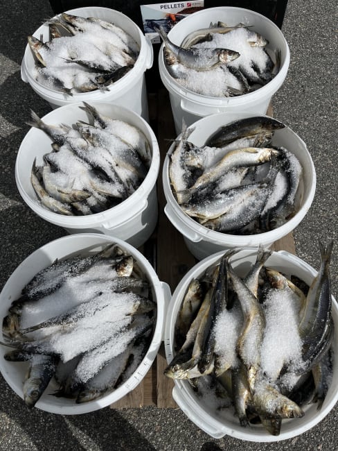 Hummeragn sild, ferdig saltet (20 kg fisk)