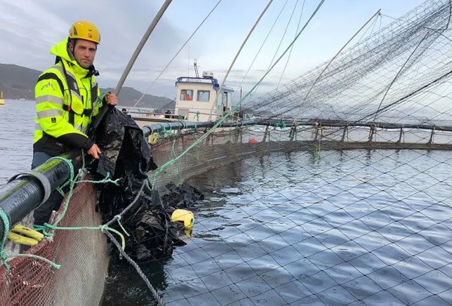Rensefiskskjul tas opp ved merdkanten