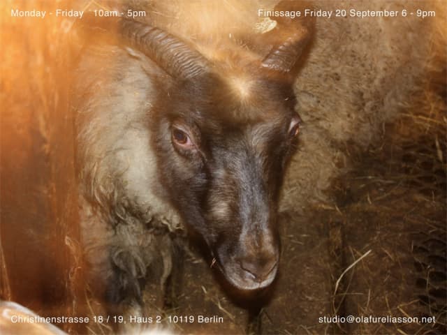 Grey Sheep with Tomás Espinosa: Nachbarschaftsbeziehungen