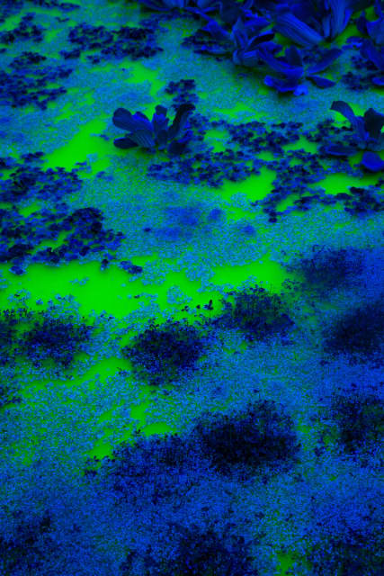 Life, 2021, detail - Fondation Beyeler, Riehen / Basel, Switzerland – 2021 - Photo: Pati Grabowicz