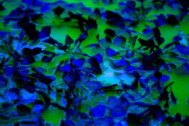 Life, 2021, detail - Fondation Beyeler, Riehen / Basel, Switzerland – 2021 - Photo: Pati Grabowicz