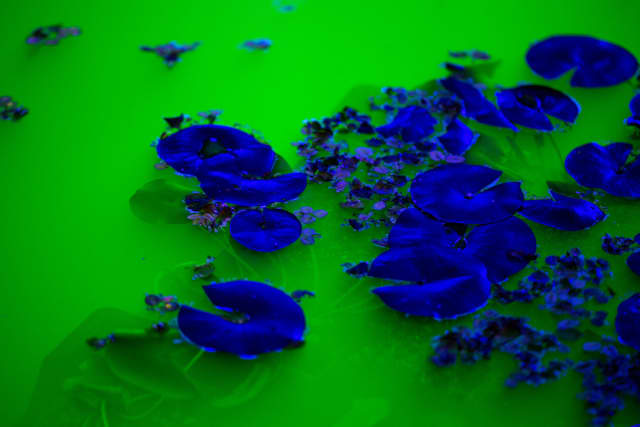 Life, 2021, detail - Fondation Beyeler, Riehen / Basel, Switzerland – 2021 - Photo: Pati Grabowicz