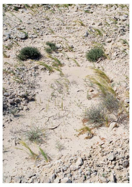 Don't step on the plants