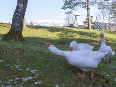 old-pines-geese