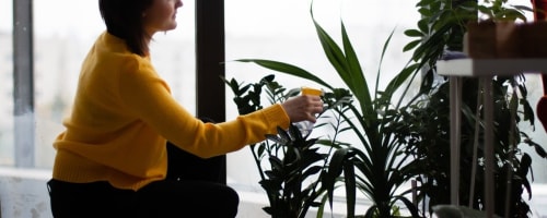 Imagem de destaque do post Conheça as melhores plantas para decorar seu apartamento