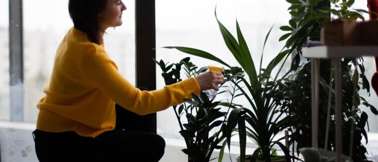 Imagem sobre Conheça as melhores plantas para decorar seu apartamento