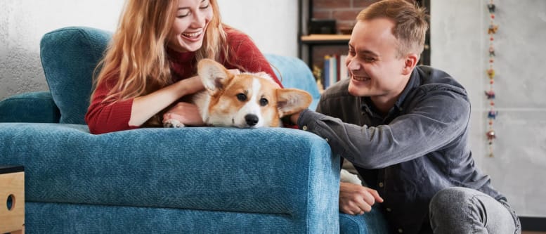 Imagem sobre Pets Para Apartamento: 7 Dicas E Regras De Convivência