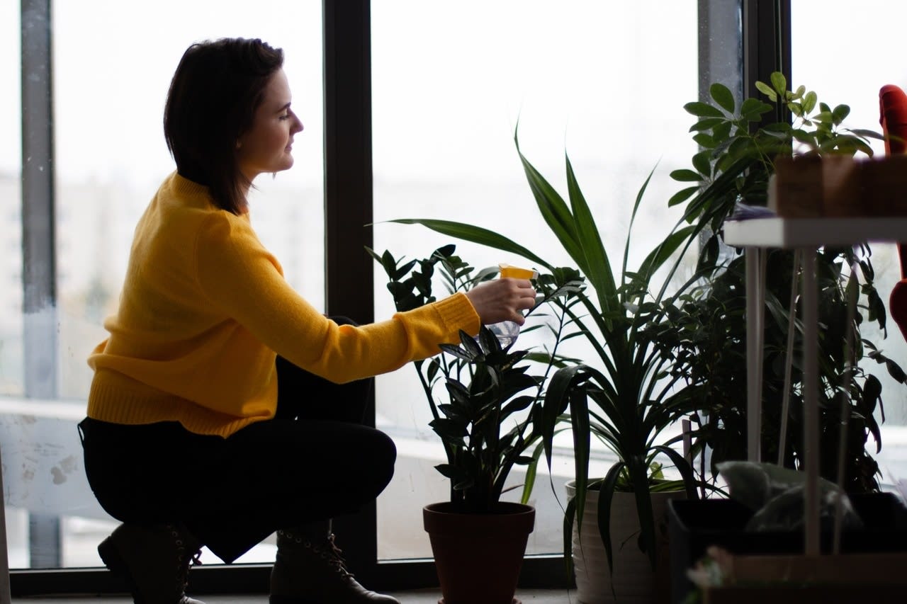 Imagem de destaque sobre Conheça as melhores plantas para decorar seu apartamento